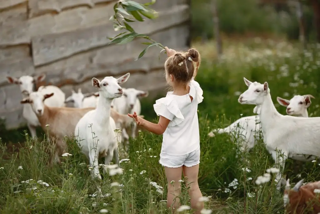 Kinderboerderij in Leiden