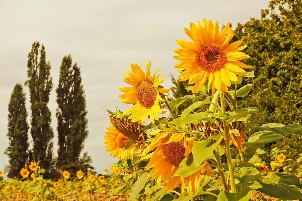 De voordelen van een cortenstaal kantopsluiting in uw tuin