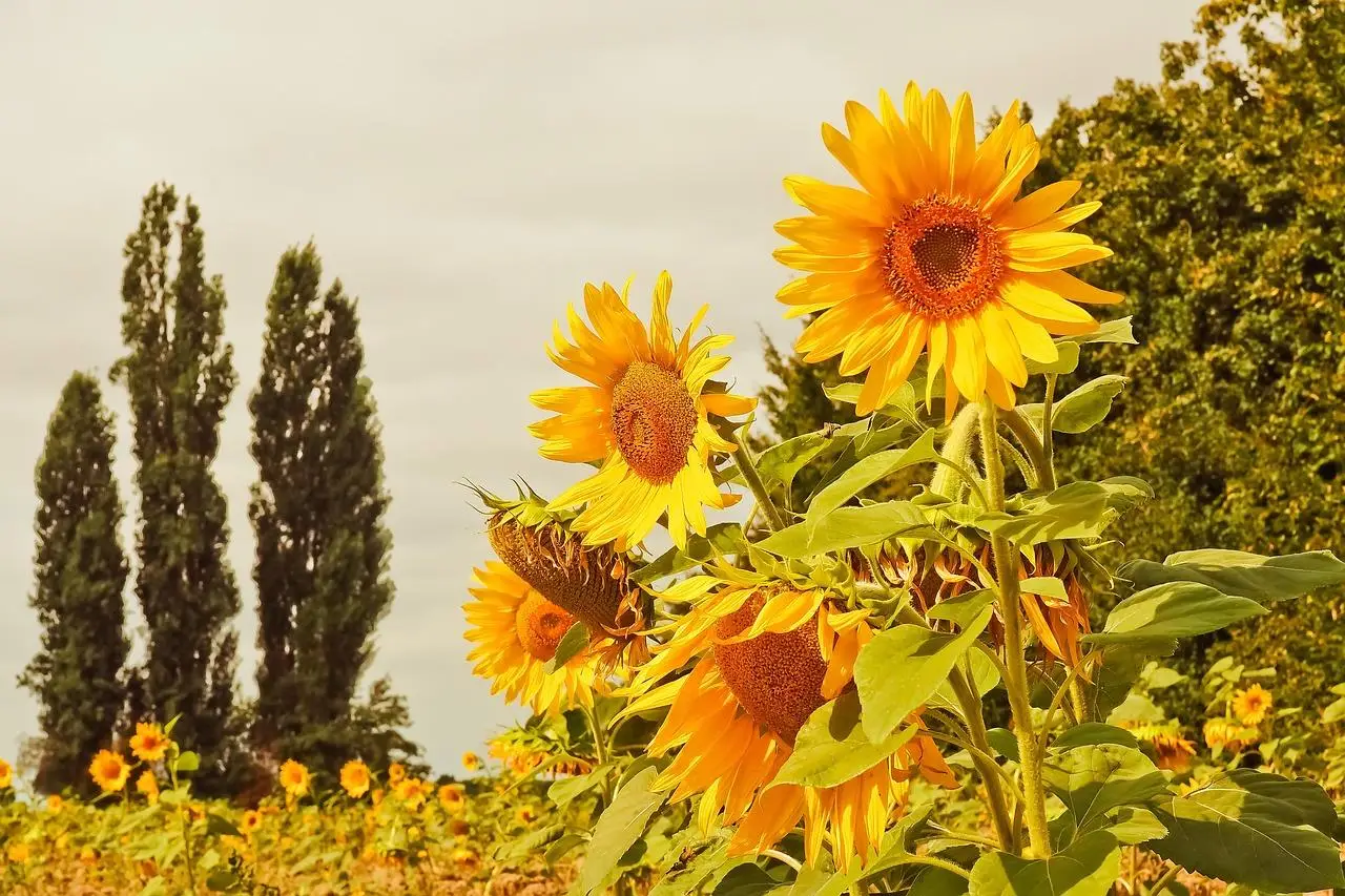 De voordelen van een cortenstaal kantopsluiting in uw tuin